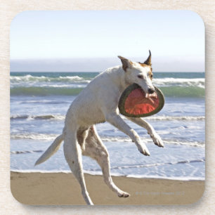Dog jumping to catch a frisbee on beach coaster