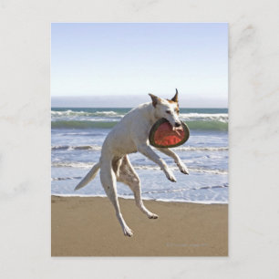 Dog jumping to catch a frisbee on beach postcard
