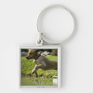 Dog jumps into pond key ring