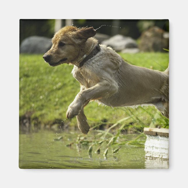 Dog jumps into pond magnet (Front)