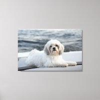 Dog laying by the water