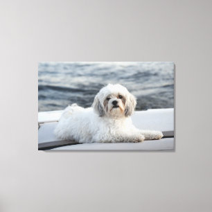 Dog laying by the water canvas print