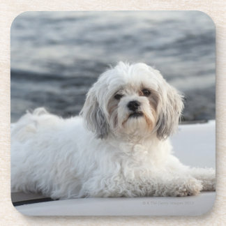 Dog laying by the water coaster