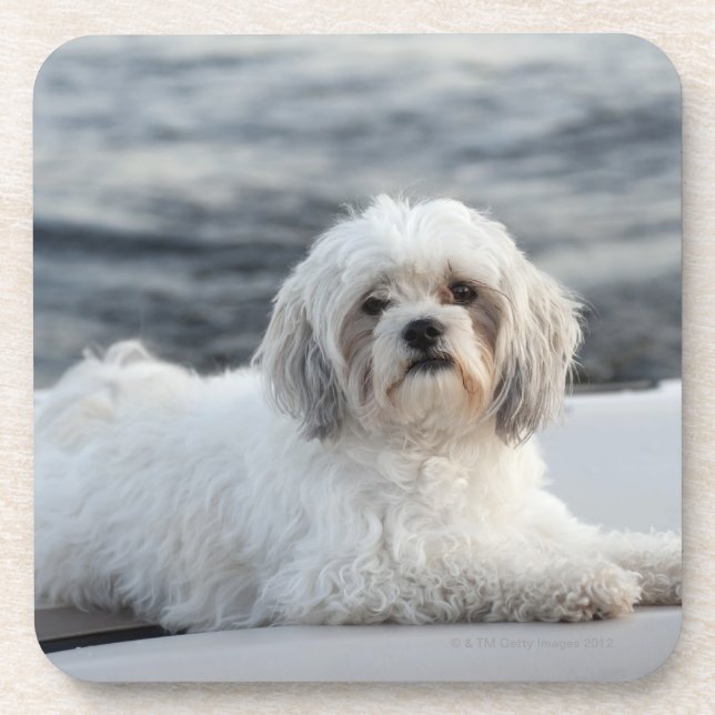 Dog laying by the water coaster (Front)