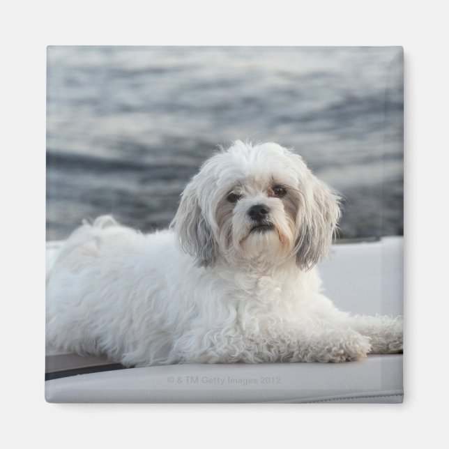 Dog laying by the water magnet (Front)