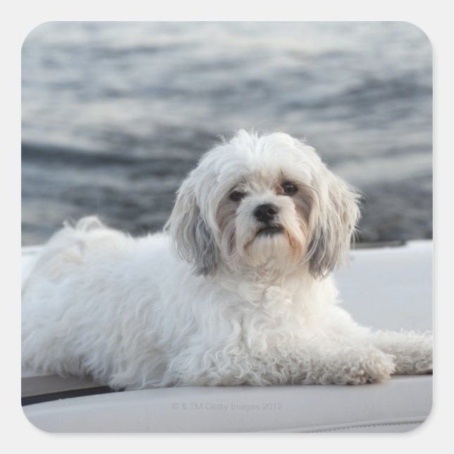 Dog laying by the water square sticker (Front)