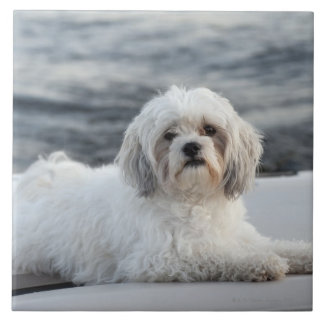 Dog laying by the water tile