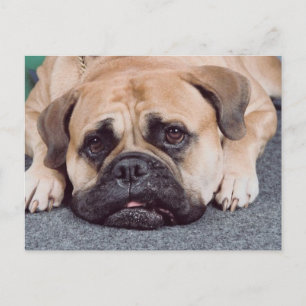 Dog Laying On Floor Postcard