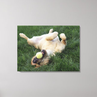 Dog laying upside down in grass with tennis ball canvas print