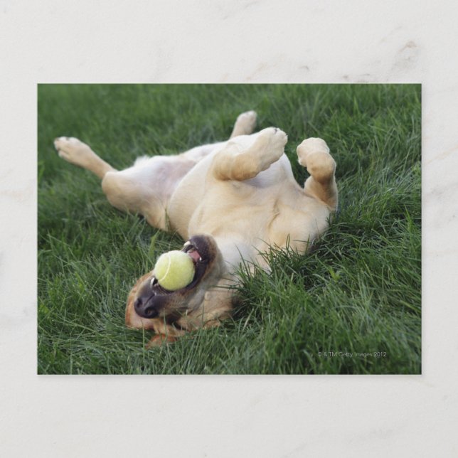 Dog laying upside down in grass with tennis ball postcard (Front)