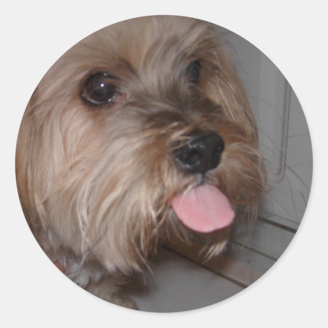 Dog Licking Air Classic Round Sticker (Front)