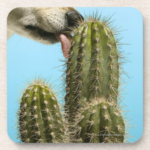 Dog licking cactus, close-up coaster