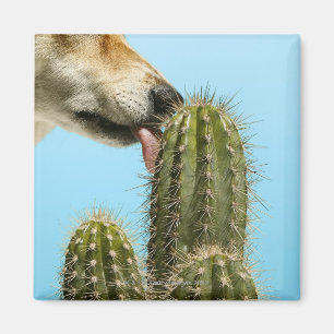 Dog licking cactus, close-up magnet