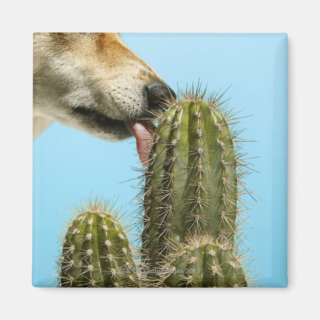 Dog licking cactus, close-up magnet (Front)