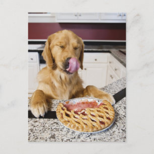 Dog licking nose after eating cherry pie in postcard