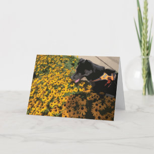 Dog Looking At Flowers Black Eyes Susan Daisy Card
