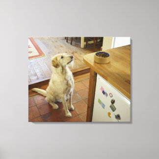Dog looking at food on table. canvas print