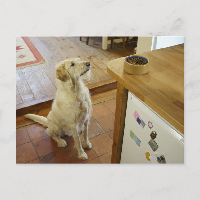 Dog looking at food on table. postcard (Front)