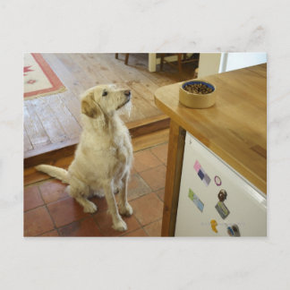 Dog looking at food on table. postcard