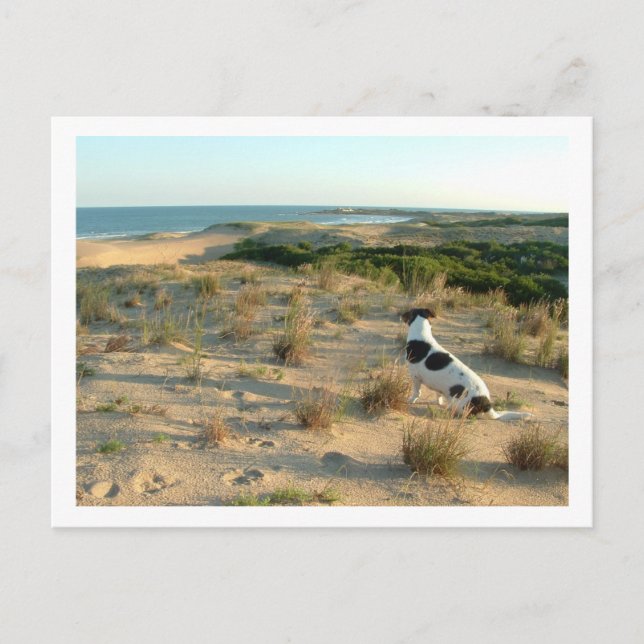 dog looking at the sea postcard (Front)