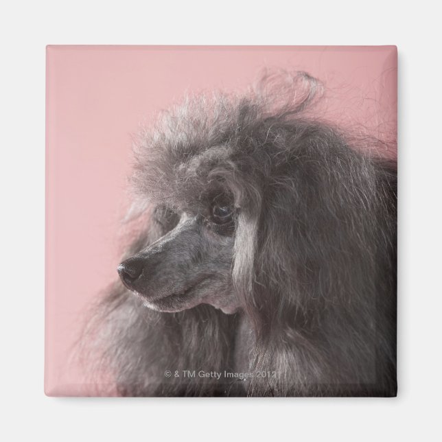 Dog looking away magnet (Front)