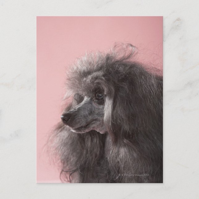 Dog looking away postcard (Front)
