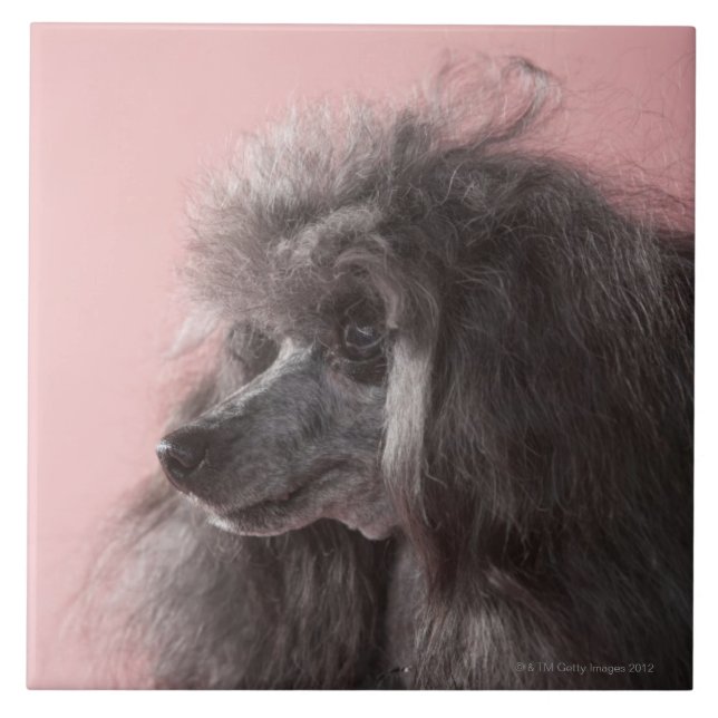 Dog looking away tile (Front)