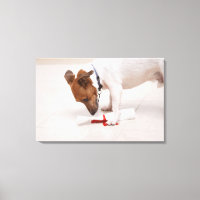 Dog looking down a diploma