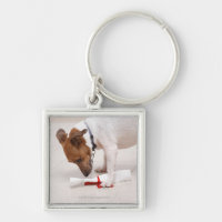 Dog looking down a diploma