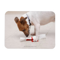 Dog looking down a diploma