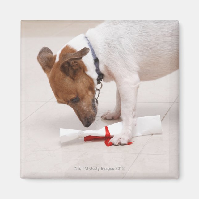Dog looking down a diploma magnet (Front)