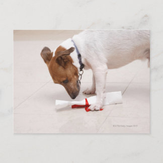 Dog looking down a diploma postcard