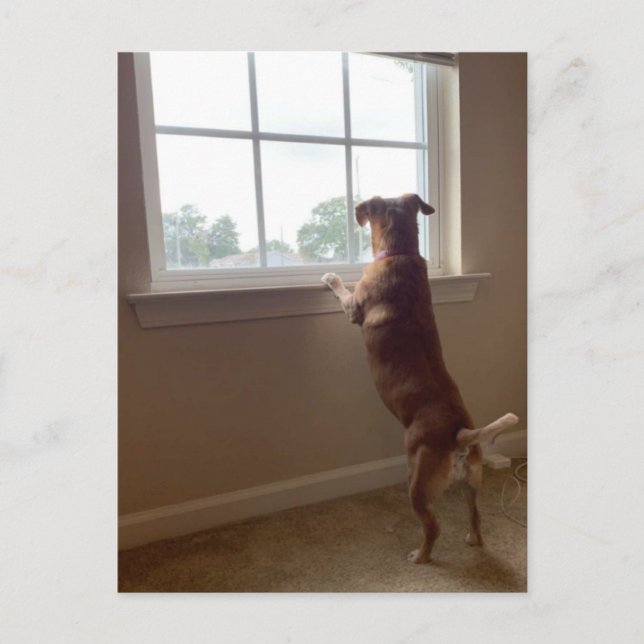 Dog Looking Out the Window Postcard (Front)