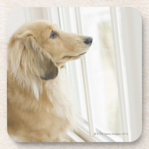 Dog looking out window coaster