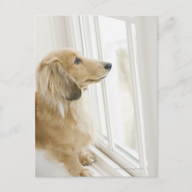 Dog looking out window postcard (Front)