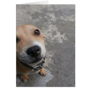 Dog looking SUPER cute!!!