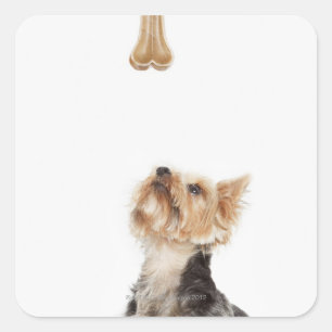 Dog looking up at bone square sticker