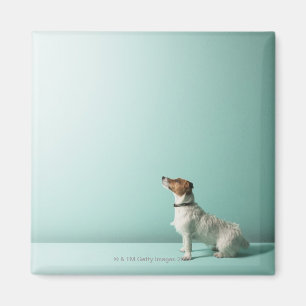 dog looking up into space magnet