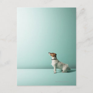 dog looking up into space postcard