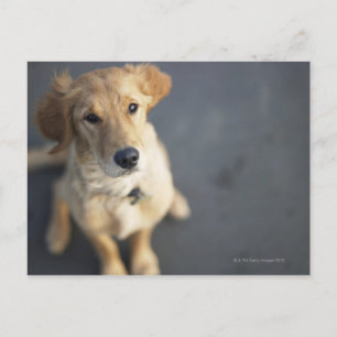 Dog looking up postcard