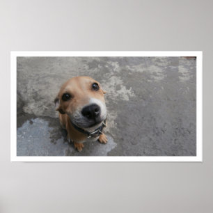 Dog Looking Up Poster