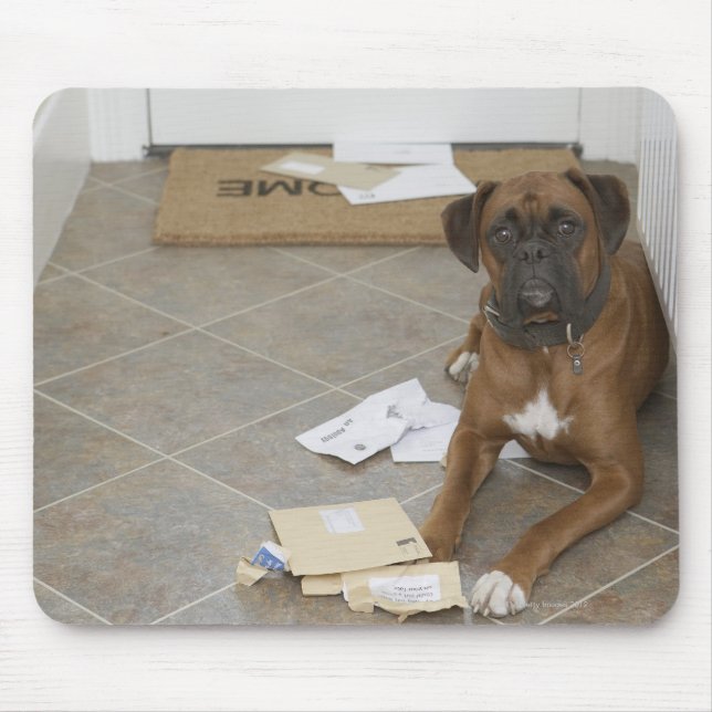 Dog lying by doormat and chewed mail mouse pad (Front)