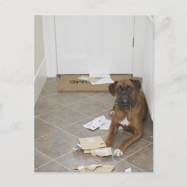 Dog lying by doormat and chewed mail postcard (Front)