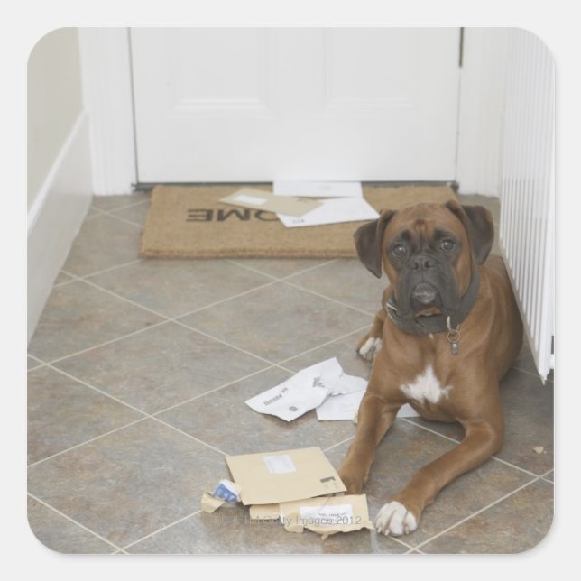 Dog lying by doormat and chewed mail square sticker (Front)