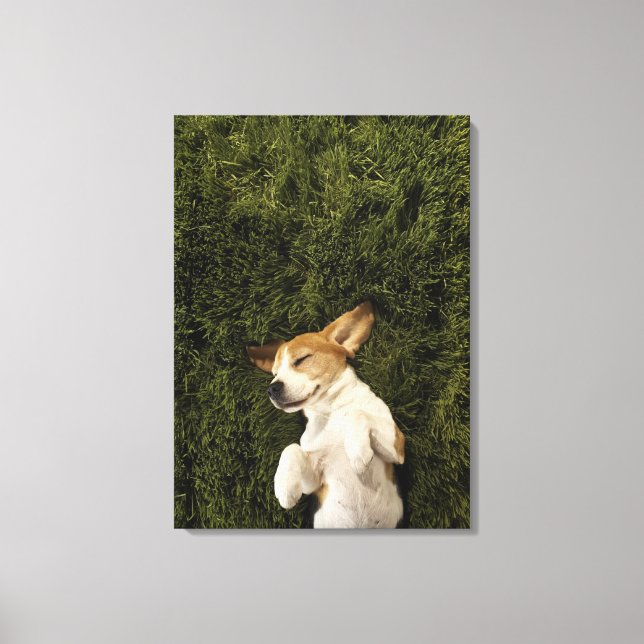 Dog Lying in Grass Sleeping Canvas Print (Front)
