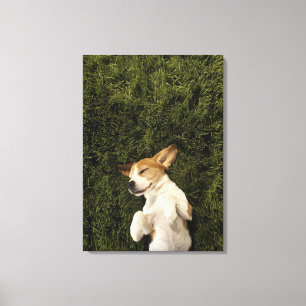 Dog Lying in Grass Sleeping Canvas Print