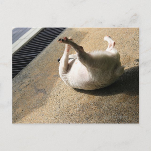 Dog lying on the floor postcard (Front)