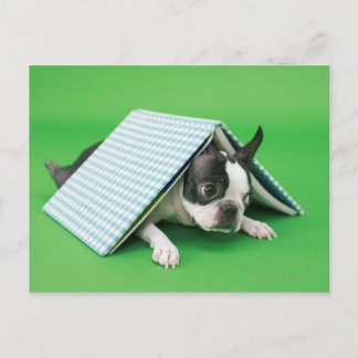 Dog lying under book postcard
