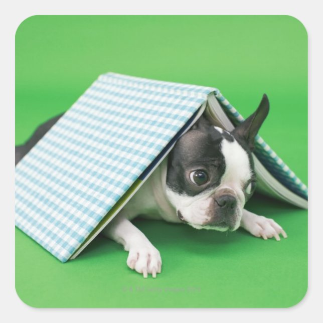 Dog lying under book square sticker (Front)
