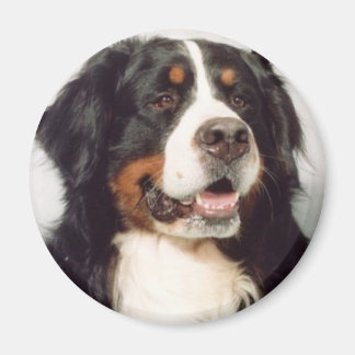 Dog Magnet